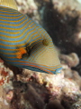   Olympus Pen1 Magic Filter. Undulate triggerfish swimming about 12m 40ft water reefs Maldives. Filter Maldives  